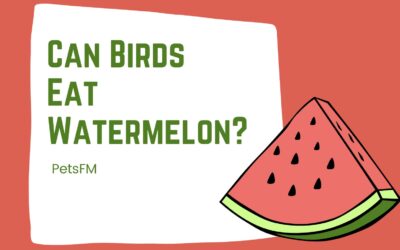 Can Birds Eat Watermelon? Is Watermelon Safe for Birds?